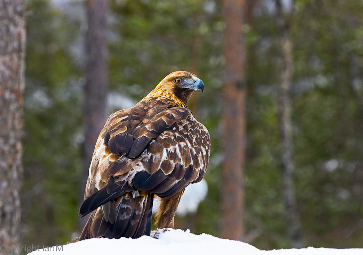 Golden Eagle (1)