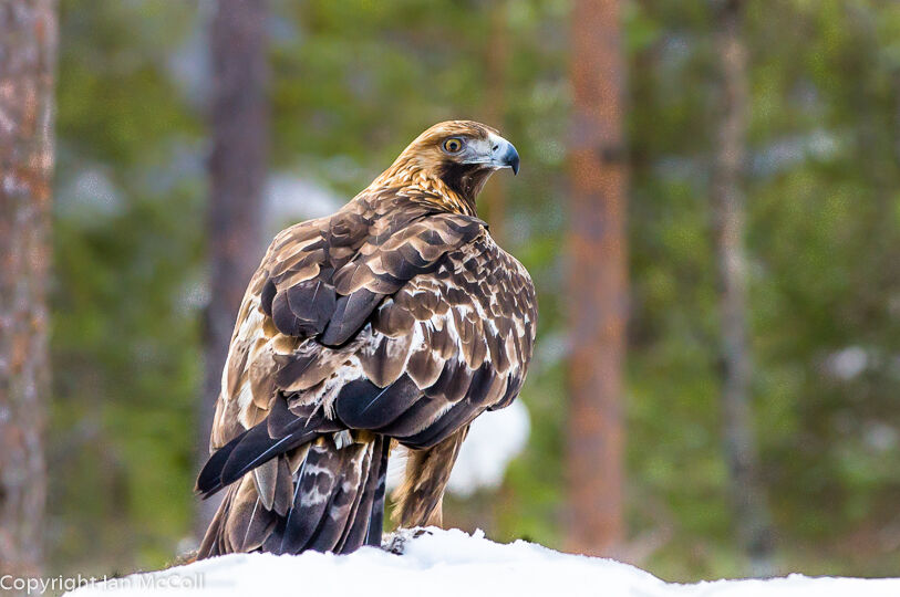 Golden Eagle (1)
