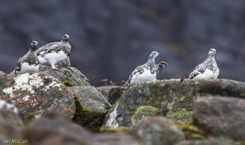 Ptarmigan (1)