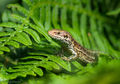 Common Lizard