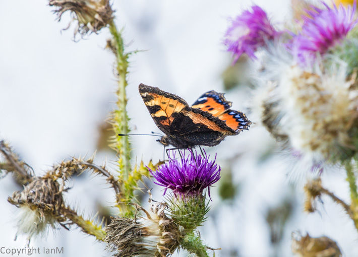 Small Tortoiseshell