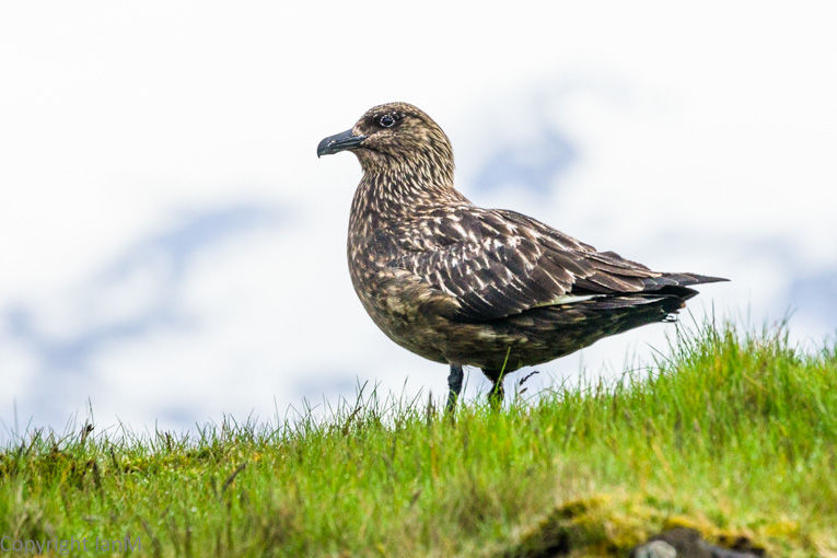 Great Skua (1)
