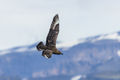 Great Skua (2)