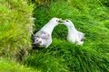 Fulmars (3)