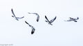 Barnacle Geese