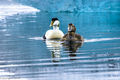 Common Eiders