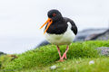 Oystercatchers (2)