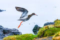 Redshank (1)