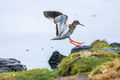 Redshank (2)