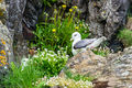 Fulmars (1)