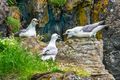 Fulmars (2)