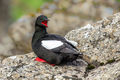 Black Guillemot