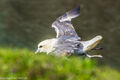 Fulmars (4)
