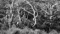 Twisted Trees (2)