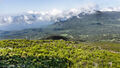 Harenna Forest