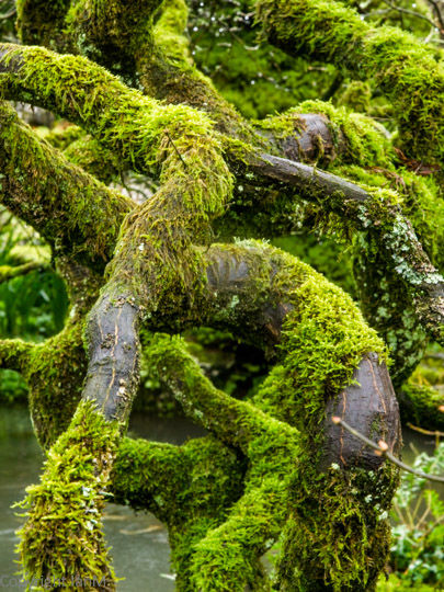 Moss-covered Branches