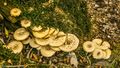 Fungus