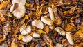 Autumn leaves and fungus