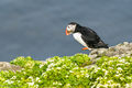 Puffin (1)