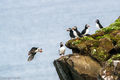 Puffins (2)