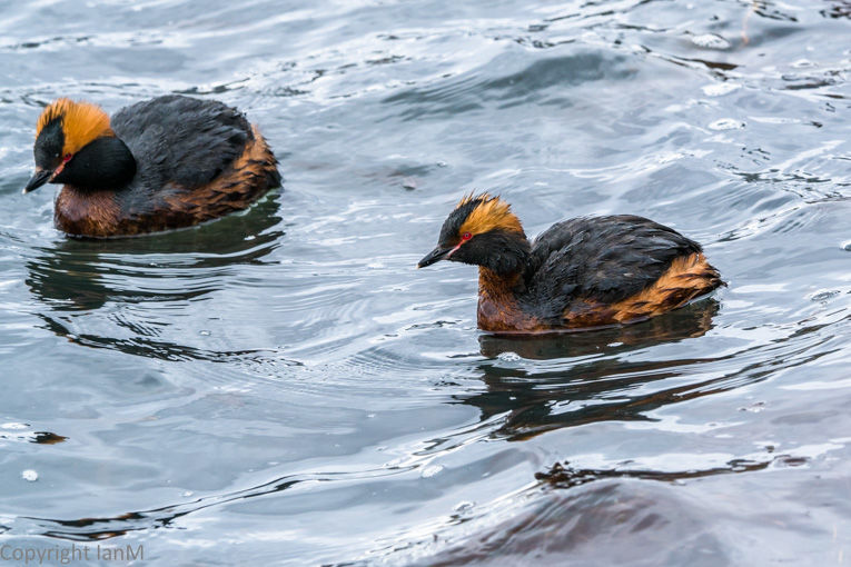 Slavonian Grebes