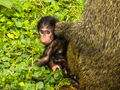 Olive Baboons (2)