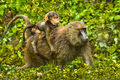 Olive Baboons (1)