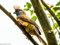 Speckled Mousebird
