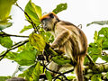 Red Colobus Monkey