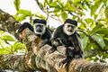 Mantled Guereza