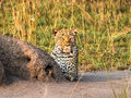 Leopard (1)