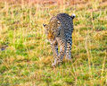 Leopard (2)