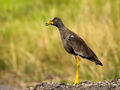 African Wattled Lapwing