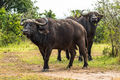 Buffalo