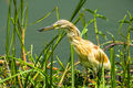 Squacco Heron
