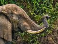Elephant Feeding