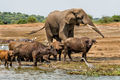Buffalo and Elephant