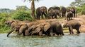 Elephants Drinking (1)