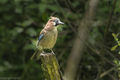 Jay