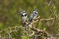 Pied Kingfishers