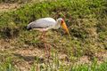 Yellow-billed Stork