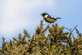 Stonechat