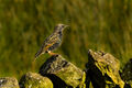 Starling