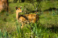 Chanler's mountain reedbuck