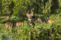 Mountain Nyala