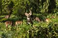 Mountain Nyala