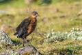Rouget's Rail