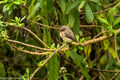Abyssinian Slaty Flycatcher
