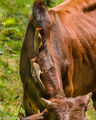 Red-billed Oxpeckers