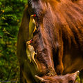 Red-billed Oxpeckers